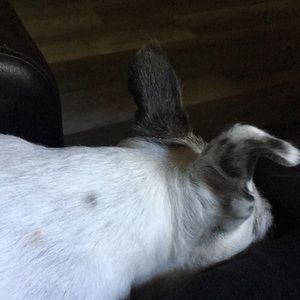 Meet your Posher, Glenda